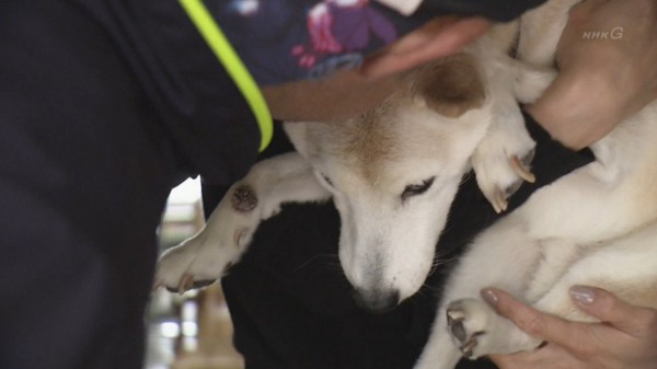 イチローの愛犬 一弓の現在がこちら 見てて辛い Mlb News なんj