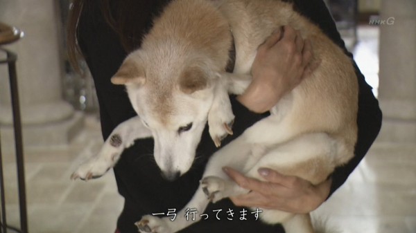 イチローの愛犬 一弓の現在がこちら 見てて辛い Mlb News なんj