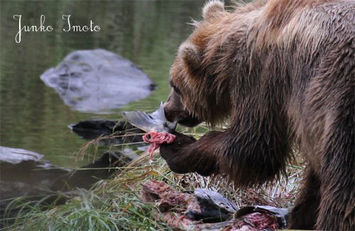 二度目のコディアック２ Memo