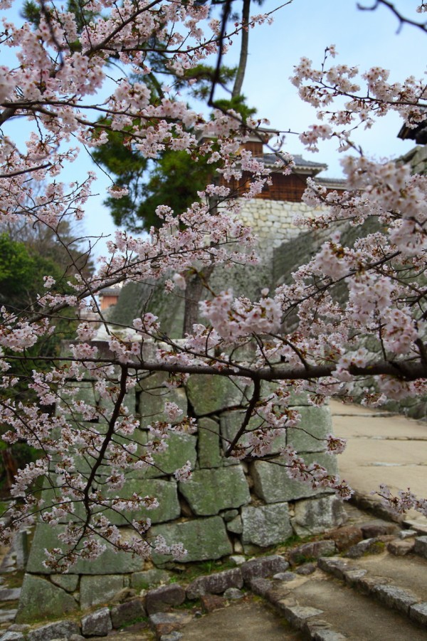 松山の桜 松山城 Macのブログ 徒然なるままに