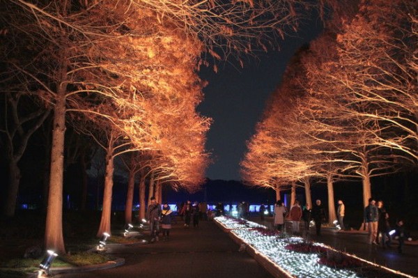 長居植物園 はじめてのイルミネーション Macのブログ 徒然なるままに