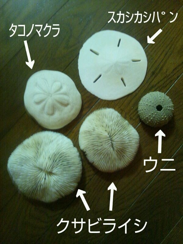 昨日のイバジム ベリーダンスmary Reboot Boxing Gym