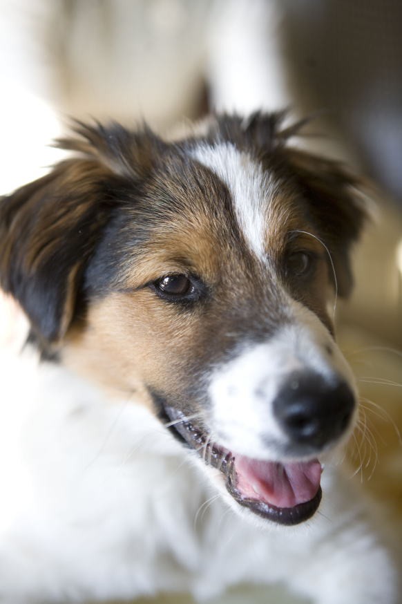 茨城県 ペット里親募集 訪問ペット火葬の茨城ペットセレモニー
