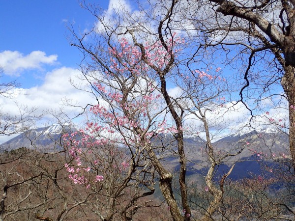 鳴虫山 アカヤシオが満開じゃーーー ぷち登山