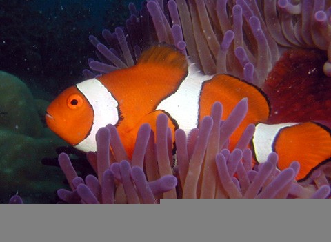 Gbrのクマノミ ケアンズからのダイアリー