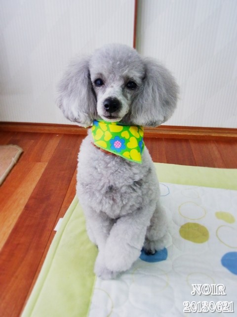 夏を呼ぶ顔バリ ノア ゴト