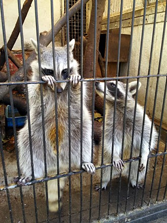 動物 宇都宮動物園 どうぶつゾーン編 労働で北関東シリーズ 16 12 Hakka Nikki