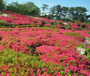 小室山公園 つつじ祭り伊東市 伊豆長岡温泉 実篤の宿いづみ莊観光ブログ