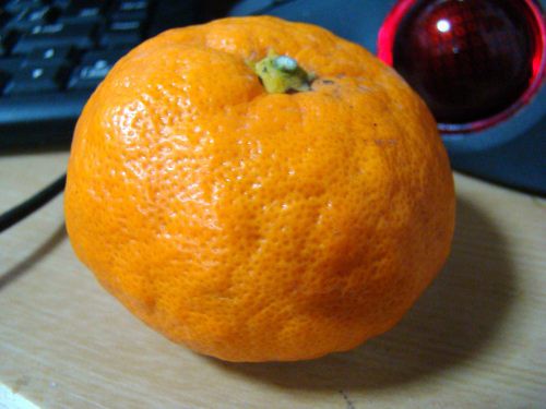 みかん 和歌山 おもちにアッパーカット