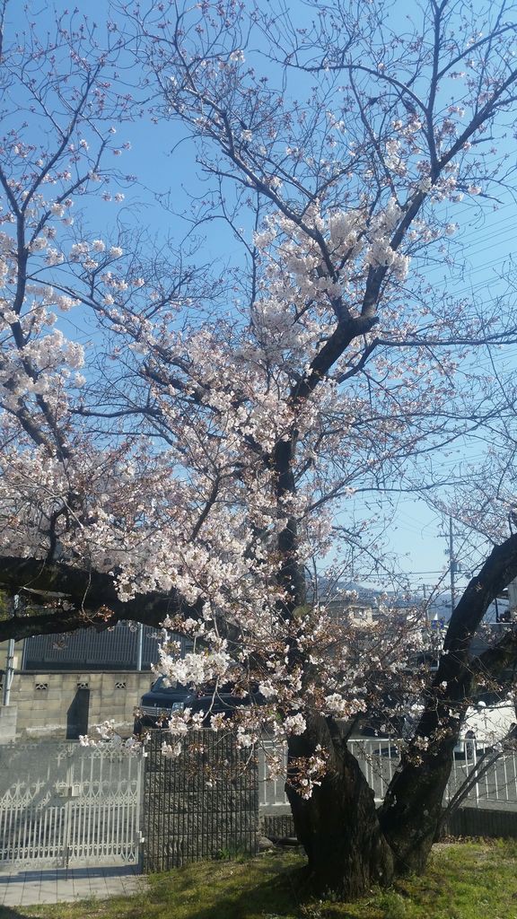 立派な桜の木と花 五十嵐税理士事務所所長のblog