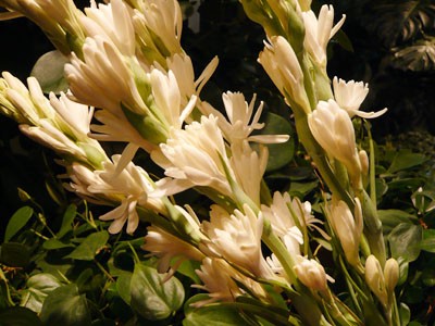 チューベローズ Igusa News 代官山 恵比寿 中目黒 渋谷の花屋 Florist Igusa フローリストイグサ 母の日 花束 アレンジメント 観葉植物の販売 配達 宅配