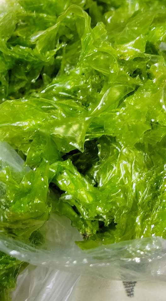 アオサ採り解禁しました けど ワンちゃん ママン奮闘記