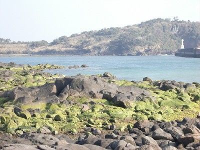 あおさ採り ワンちゃん ママン奮闘記