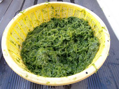 あおさ採り ワンちゃん ママン奮闘記