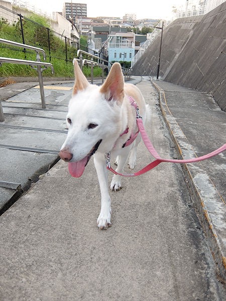 3日目 涼しい朝散歩 めい日報 旧 保護犬めいのトライアル日報