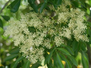 シマトネリコの花 Ikarlの日記