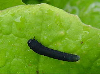 大根の葉に付く虫 Ikarlの日記