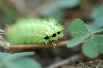 電気虫 藍ちゃんママの駿河湾日記