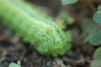 電気虫 藍ちゃんママの駿河湾日記