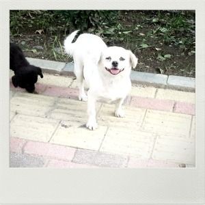 簡単便利な加工なら インスタントカメラ風フレーム メモリーフィルター つれづれ日記