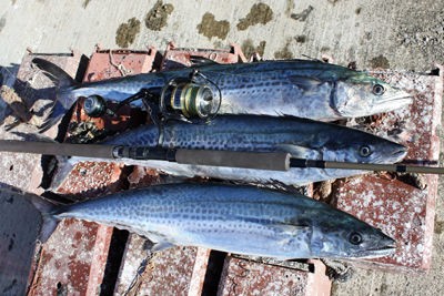 サワラ 鰆 その１ チャーマス 北村秀行のトライ エラーの釣り