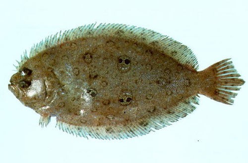 ヒラメその3 メスは図々しい チャーマス 北村秀行のトライ エラーの釣り