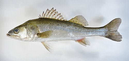 スズキ 鱸 その2 日本には４種のスズキがいる チャーマス 北村秀行のトライ エラーの釣り