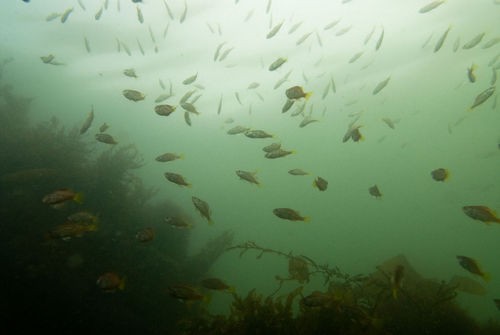 メバル 目張 その2 交接 交尾をした初めての硬骨魚 チャーマス 北村秀行のトライ エラーの釣り