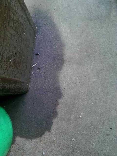 悲報 野獣先輩 水跡だった 5chまとめ 生き恥速報