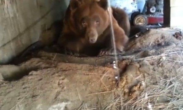 家の床下から冬眠クマのいびきの音 生きもの地球わくわくランド 家の床下から冬眠クマのいびきの音 生きもの地球わくわくランド