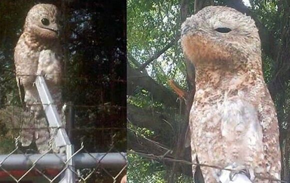 鳥 爬虫類 木に擬態していて悲鳴 生きもの 地球ってわくわくランド 鳥 爬虫類 木に擬態していて悲鳴 生きもの 地球ってわくわくランド
