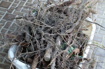 憎き ヤブガラシ ほのぼの田舎暮らし