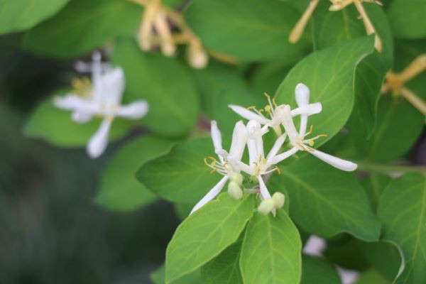 ヒョウタンボク満開/オリーブオイル/野菜と花の苗/弟嫁 : ほのぼの田舎暮らし～ゆうひ婆の生きた証