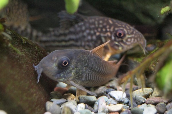 60cmスリム水槽の住人 水の中 熱帯魚 水草 アクア生活の記録