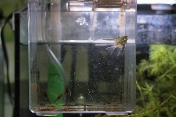 オトシンネグロ産卵 水の中 熱帯魚 水草 アクア生活の記録