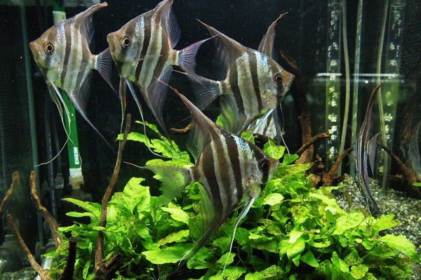 4545水槽紹介 水の中 熱帯魚 水草 アクア生活の記録