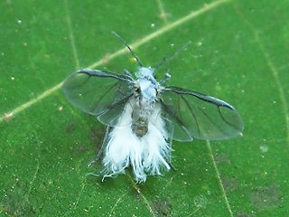 冬の使者 佐野いこいの森