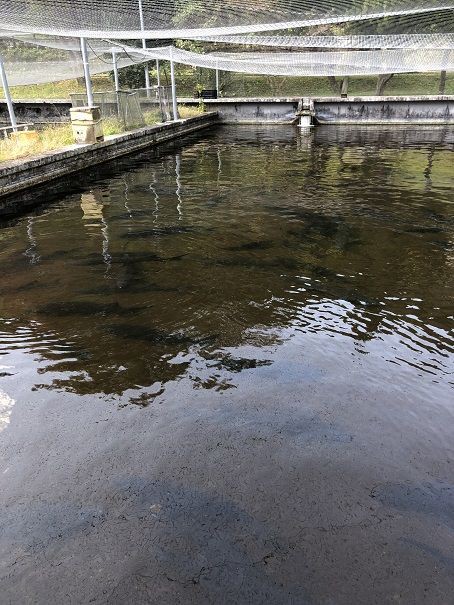 出の山淡水魚水族館 宮崎県小林市編 その壱 育児短時間勤務のイクメンパパ 育短パパ のブログ