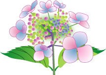 がくあじさいのイラスト 梅雨素材イラスト集