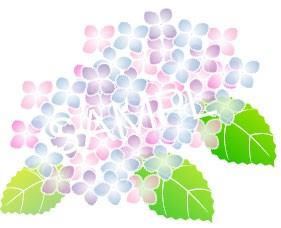 紫陽花のイラスト3 Jpg 梅雨素材イラスト集