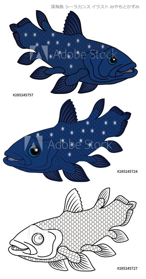 ストックイラスト 深海魚 シーラカンスのイラストと塗り絵です イラストレーターみやもとかずみのイラスト素材 ๑ ๑