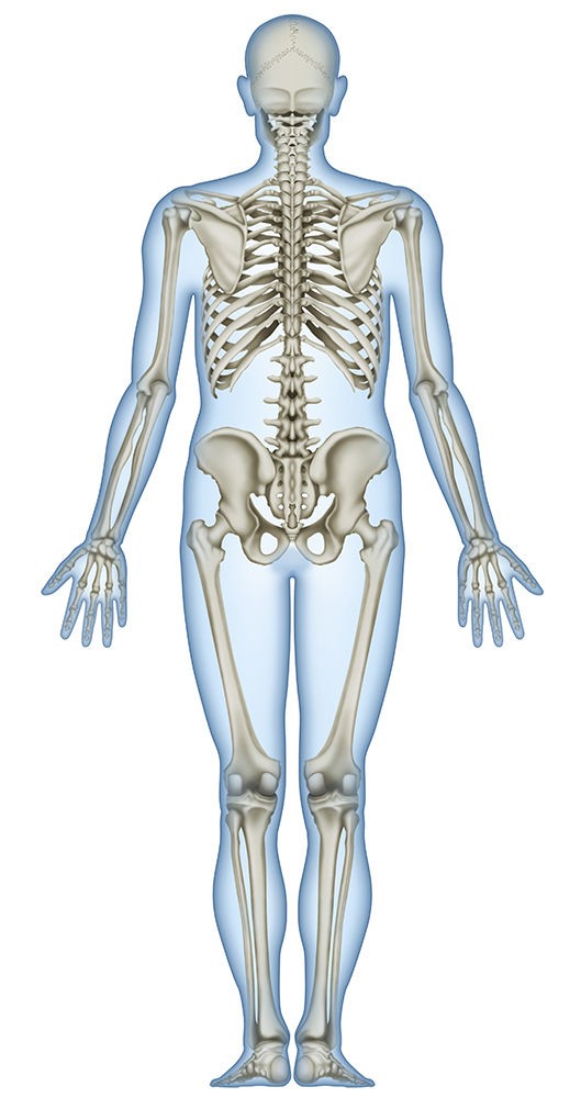 骨と筋肉 人体リアルイラスト