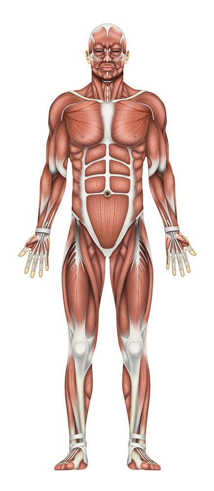 骨と筋肉 人体リアルイラスト