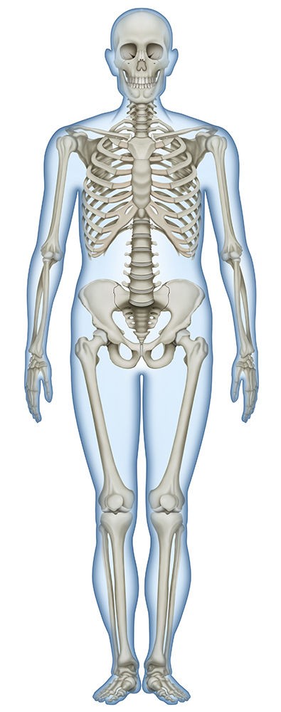 骨と筋肉 人体リアルイラスト