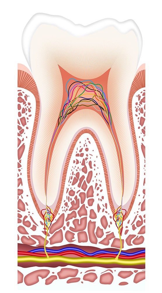 消化器 人体リアルイラスト