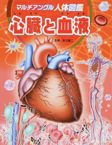 心臓と血管 人体リアルイラスト