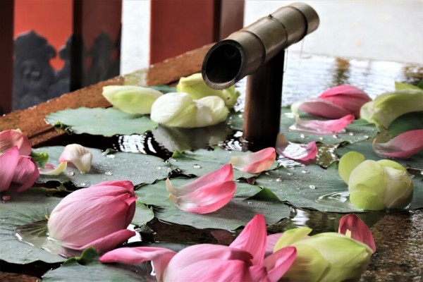 鶴岡八幡宮の花手水と蓮とカワセミ 今日の鎌倉