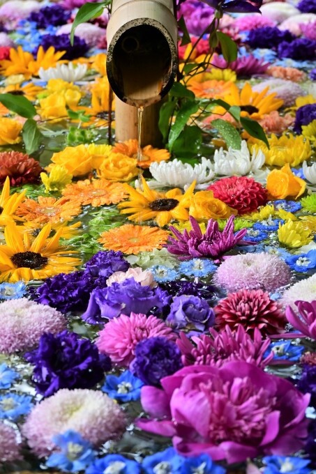 鶴岡八幡宮の花手水とツツジ 22 今日の鎌倉