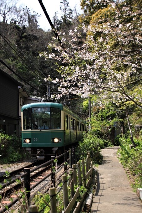 御霊神社の桜と江ノ電 今日の鎌倉