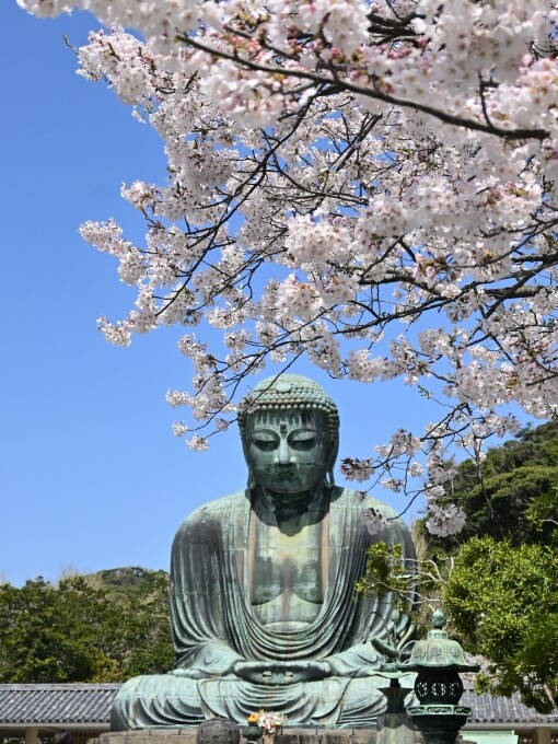 人気のファッションブランド！ 鎌倉大仏と桜-2021 : 今日の鎌倉 その他